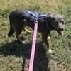 Codin, netter Hund sucht neue Familie