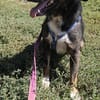 Codin, netter Hund sucht neue Familie