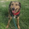 Lexi, lieber Hund sucht neue Familie