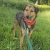 Lexi, lieber Hund sucht neue Familie