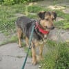 Lexi, lieber Hund sucht neue Familie