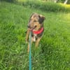 Lexi, lieber Hund sucht neue Familie