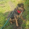 Lexi, lieber Hund sucht neue Familie