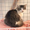 BOUDCHOU