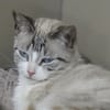 ALTHEA