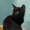 Bagheera [Chaton]