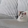 noisette