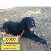 COCO