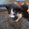 BABOUCHE