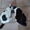 Ory et Gamy