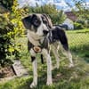 Tash sucht ein freies Körbchen