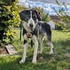 Tash sucht ein freies Körbchen