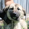 Mella - kinderlieb u. sehr verspielt