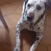 Katy sucht dringend ein Zuhause