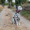Mailo sucht dringend ein Zuhause/Pflegestelle