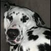 Mailo sucht dringend ein Zuhause/Pflegestelle