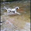 Mailo sucht dringend ein Zuhause/Pflegestelle
