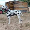 Mailo sucht dringend ein Zuhause/Pflegestelle