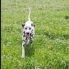 Mailo sucht dringend ein Zuhause/Pflegestelle