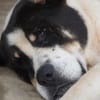 Bruno sucht seinen liebevollen Gnadenplatz