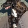 CAMUS  Familienanschluss gesucht