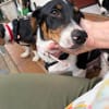 Der ruhige Linus