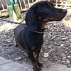 JACK  EIN KLEINER HERZENSHUND, DER ENDLICH VERTRAUEN DARF