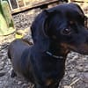 JACK  EIN KLEINER HERZENSHUND, DER ENDLICH VERTRAUEN DARF