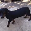 JACK  EIN KLEINER HERZENSHUND, DER ENDLICH VERTRAUEN DARF