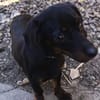 JACK  EIN KLEINER HERZENSHUND, DER ENDLICH VERTRAUEN DARF