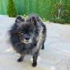 Pomeranien Mädchen Terisa