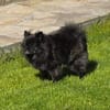 Pomeranien Mädchen Terisa