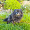 Pomeranien Mädchen Terisa