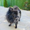 Pomeranien Mädchen Terisa