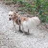 Della, ca. 27cm, sucht eine liebe Famlie