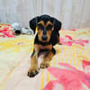 Kalina ein wunderschönes Hundekind