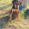 Kalina ein wunderschönes Hundekind