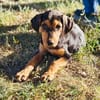 Kalina ein wunderschönes Hundekind