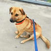 Tino sucht ein neues Zuhause