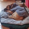 Tino sucht ein neues Zuhause
