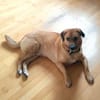 Tino sucht ein neues Zuhause