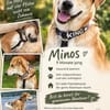 Minos der süße Schatz / PLZ 82284