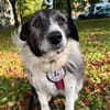 verschmuste Seniorin NESCHA sucht ihr Zuhause