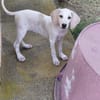 Sadie  liebe und anhängliche Junghündin auf Pflegestelle
