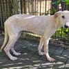 NALA-süße, verschmuste, viel zu dünne Juniorin, 53cm