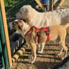 Möchten Sie Petunia eine Chance geben?