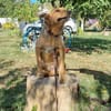 Max, fröhlicher Hund sucht neues Zuhause