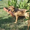 Max, fröhlicher Hund sucht neues Zuhause