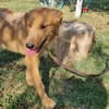 Max, fröhlicher Hund sucht neues Zuhause