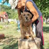 Max, fröhlicher Hund sucht neues Zuhause